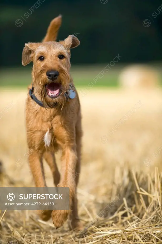 Irish Terrier walking in a stubble field
