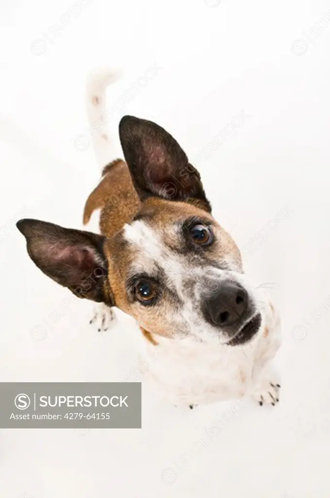 Jack Russell Terrier. Portrait of adult with head cocked to one side while looking into the camera. Studio picture against a whi