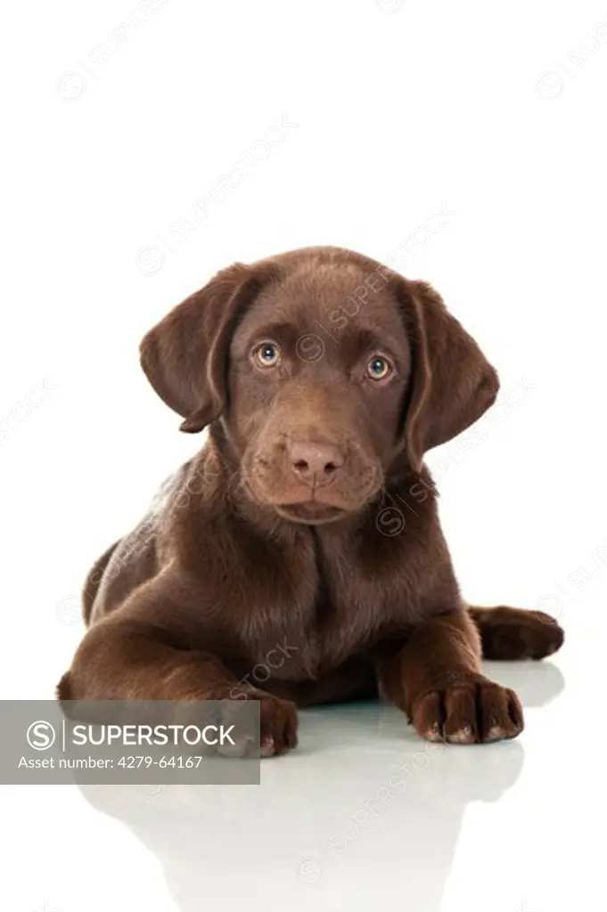 Labrador Retriever. Chocolate puppy lying.  Studio picture against a white background