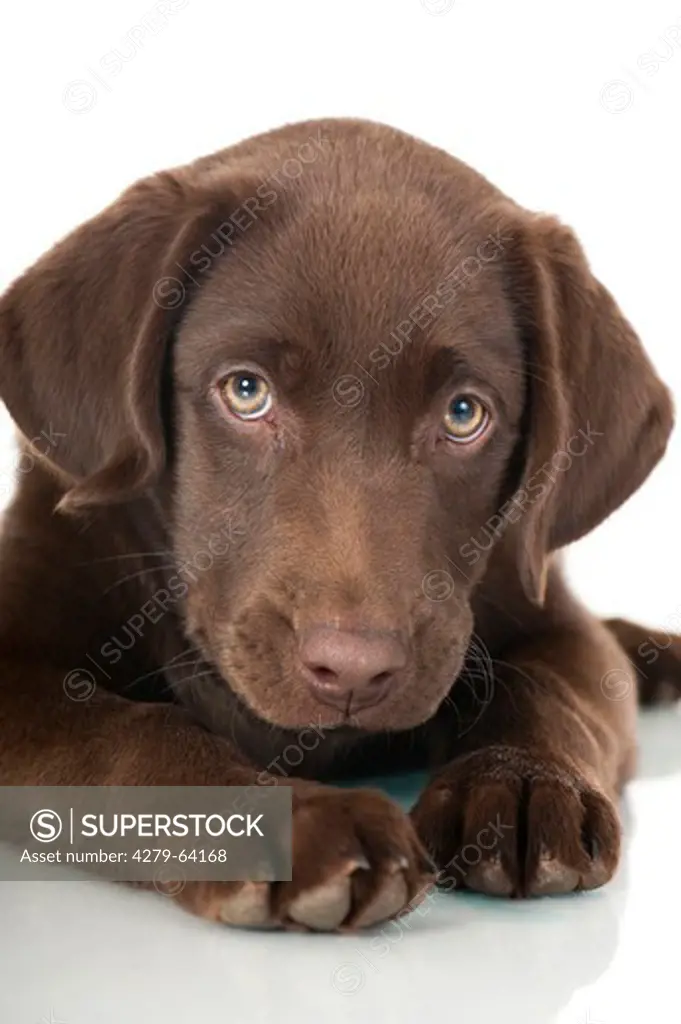 Labrador Retriever. Chocolate puppy, portrait.  Studio picture against a white background