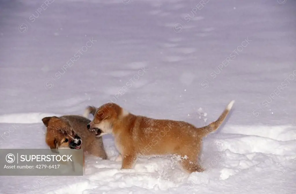 dog birth : two half breed puppies (9 1,2 weeks) scuffling in snow