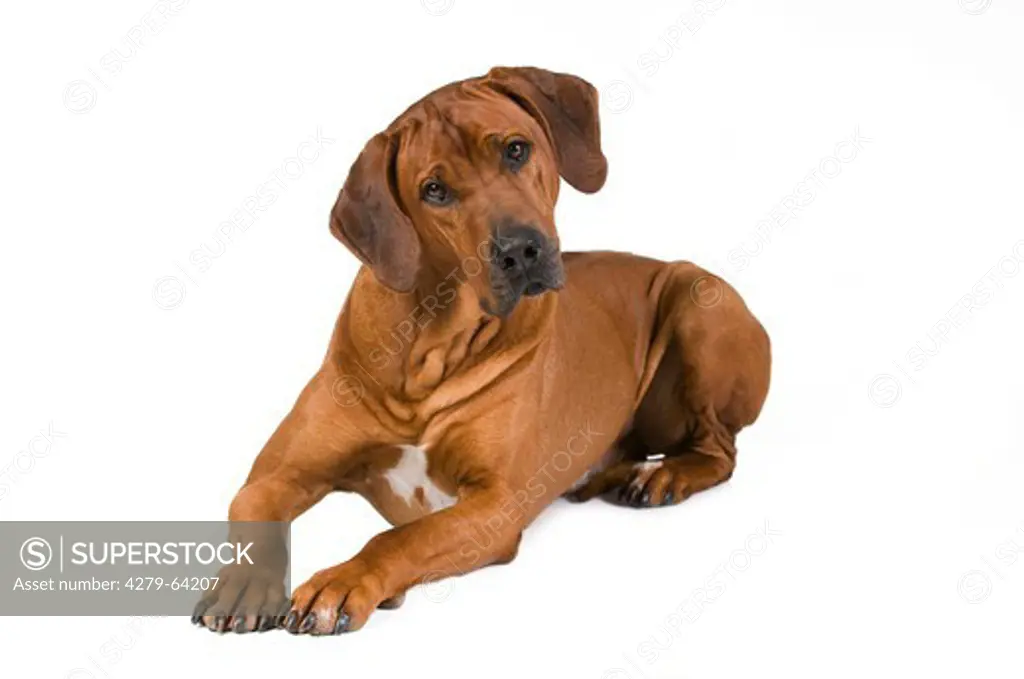 Rhodesian Ridgeback. Adult lying with head cocked to one side. Studio picture against a white background