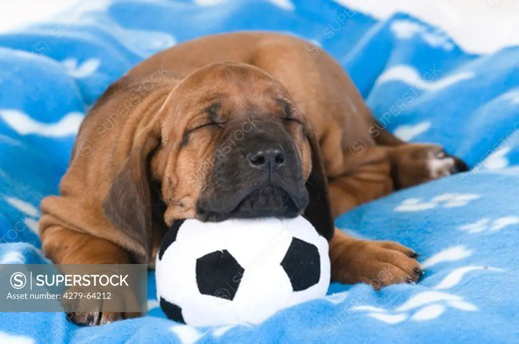 Rhodesian Ridgeback. Puppy sleeping on a blanket with its head bedded on a football