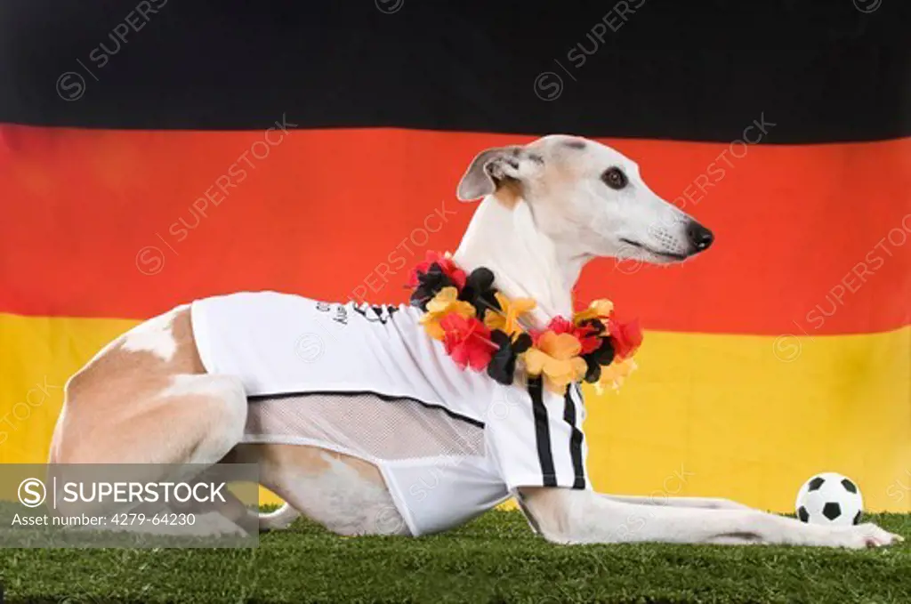 Whippet dressed as fan of the German National Football Team lying in front of the German flag