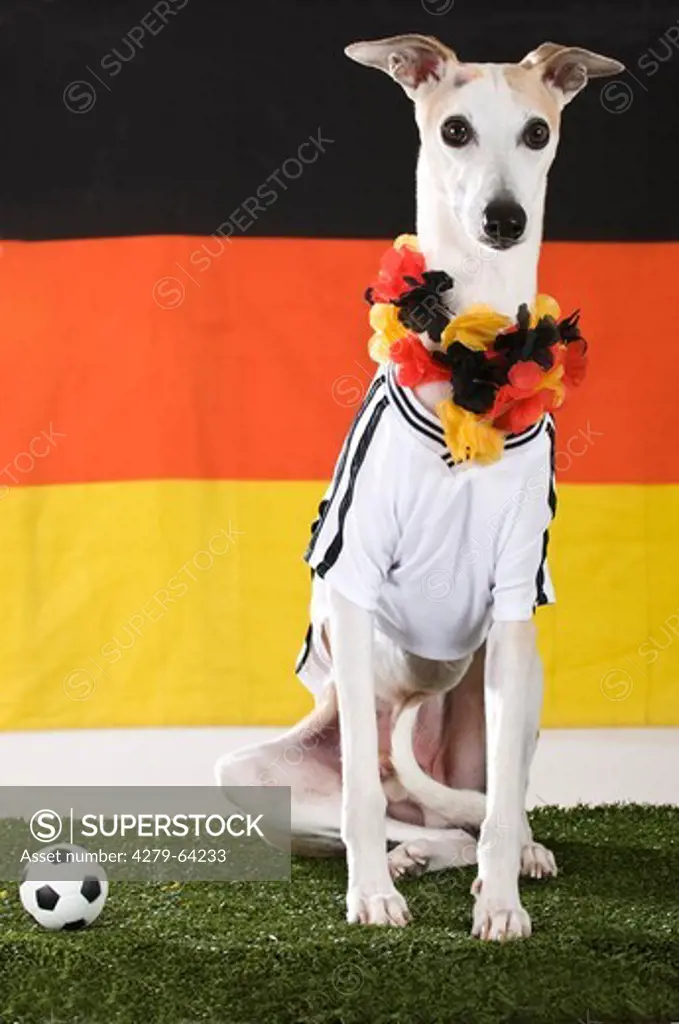 Whippet dressed as fan of the German National Football Team lying in front of the German flag