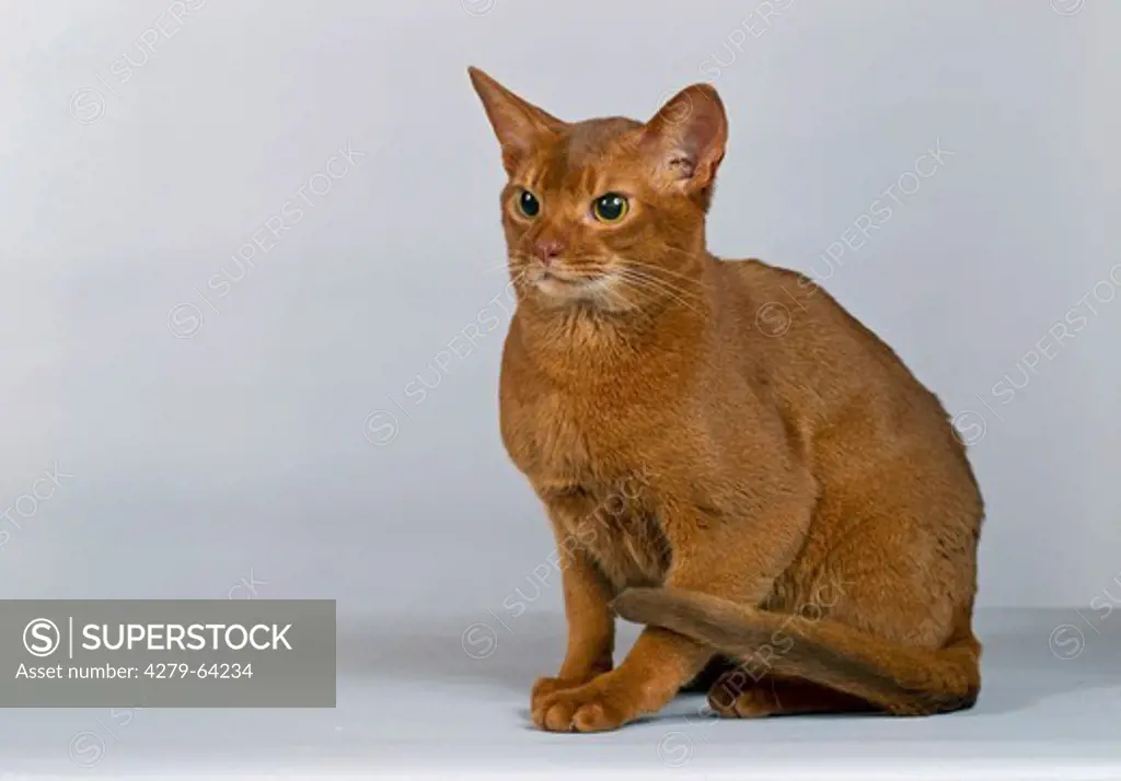 Abyssinian Cat. Adult sitting. Studio picture against a gray background