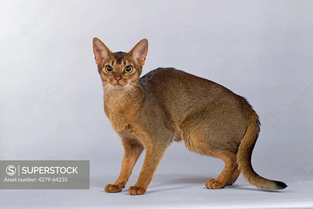 Abyssinian Cat. Adult standing. Studio picture against a gray background