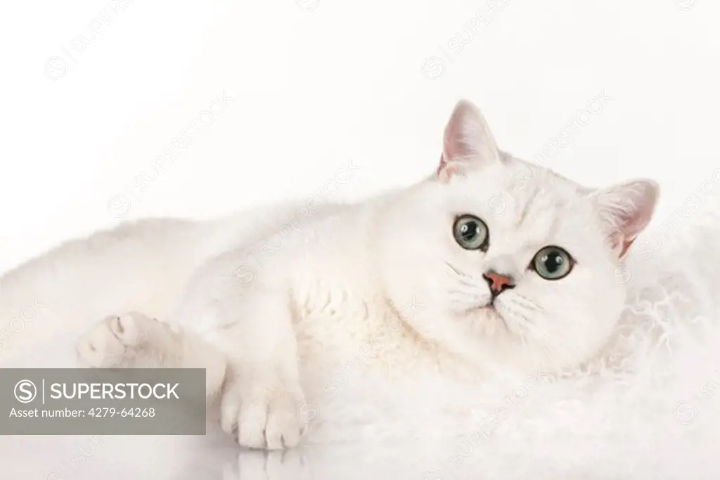British Shorthair. White cat lying while looking into the camera