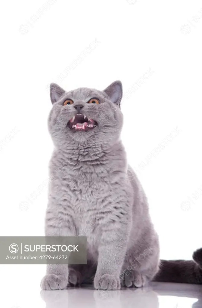 British Shorthair, sitting while meowing. Studio picture against a white background