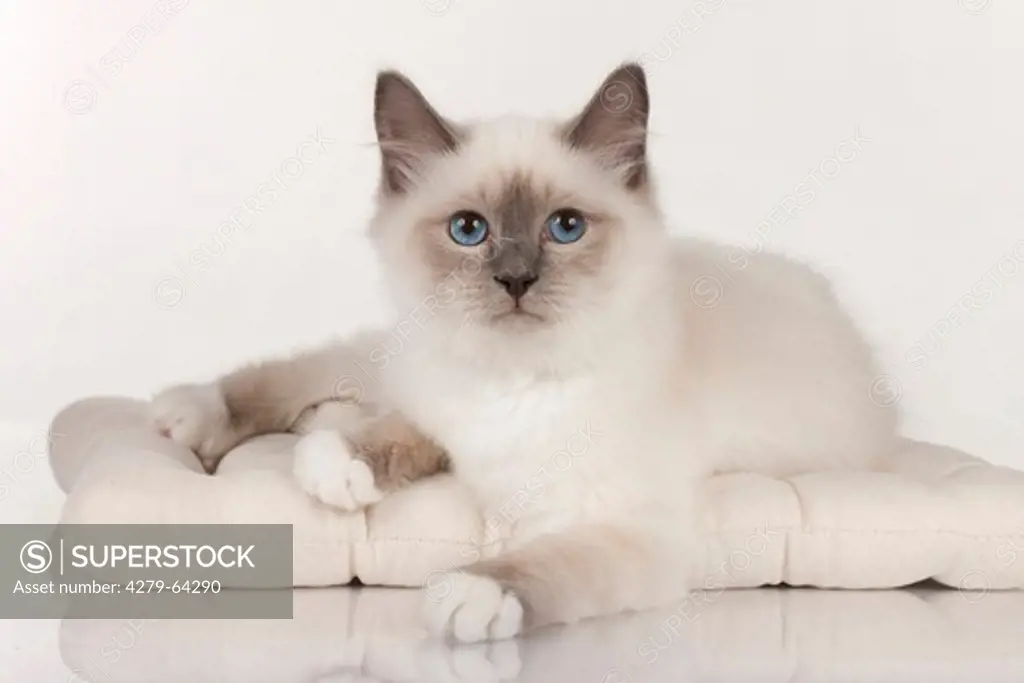 Sacred Birman, lying on a cushion. Studio picture against a white background