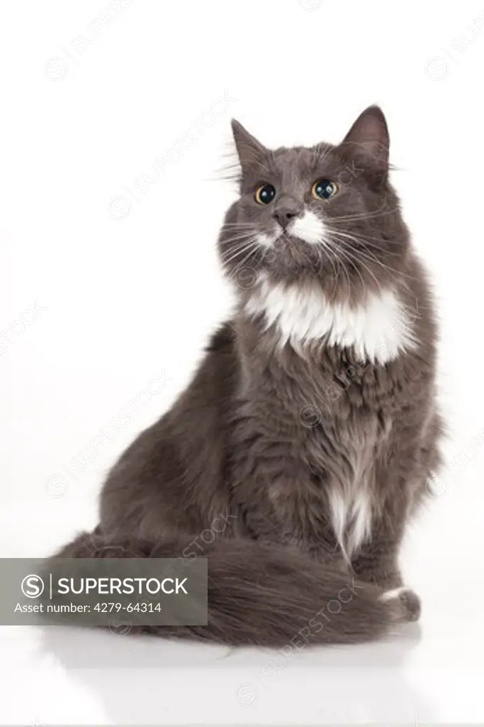 Maine Coon. Adult sitting. Studio picture against a white background