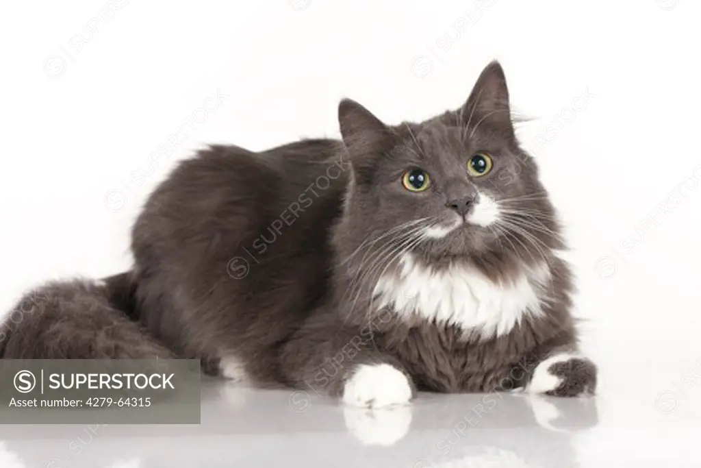 Maine Coon. Adult lying. Studio picture against a white background