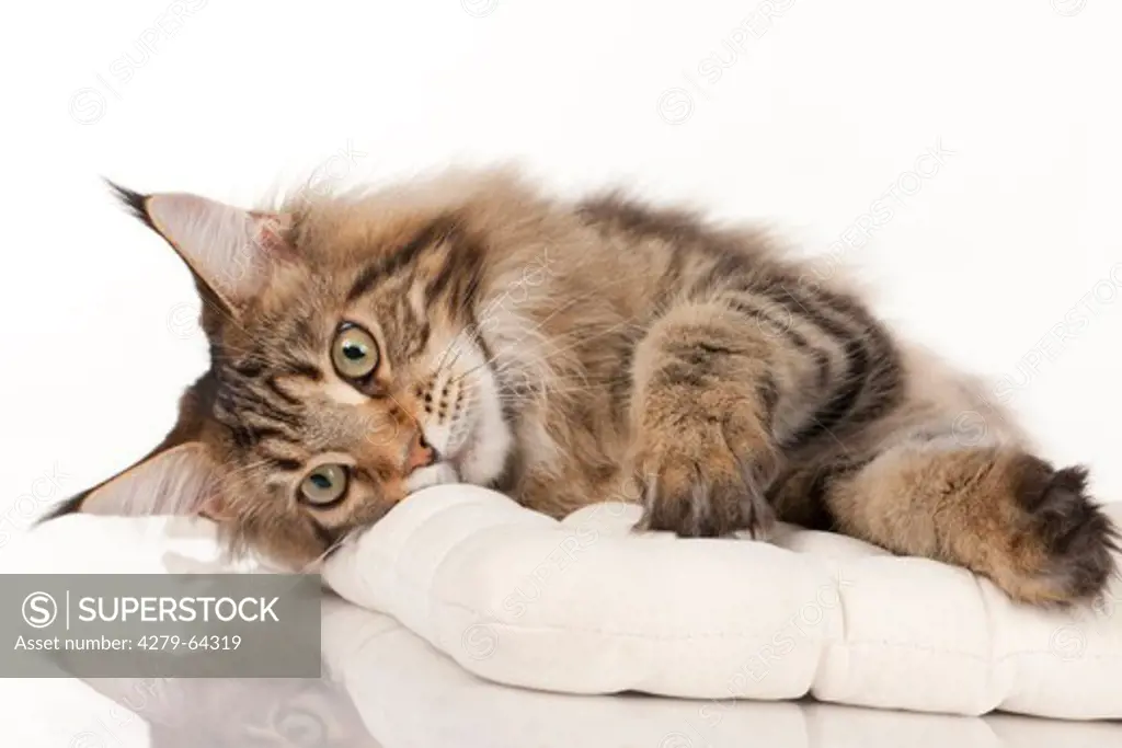 Maine Coon. Kitten lying on a white cushion. Studio picture against a white background
