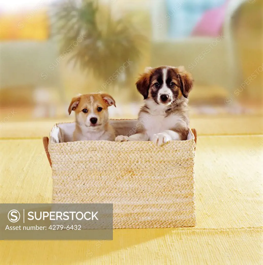 two half breed puppies ( 7 1,2 weeks ) sitting in basket