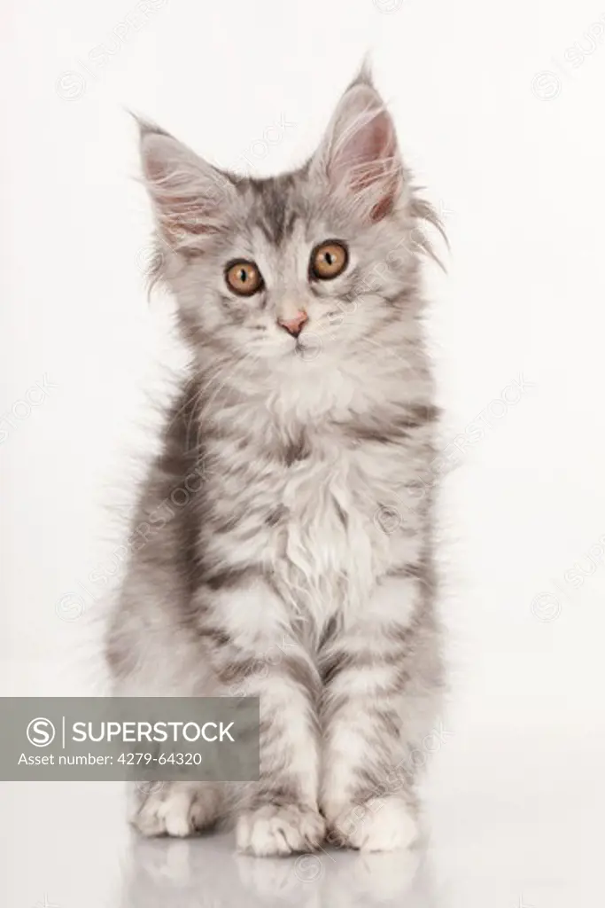 Maine Coon. Kitten sitting. Studio picture against a white background