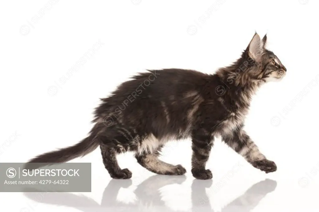 Maine Coon. Kitten walking. Studio picture against a white background