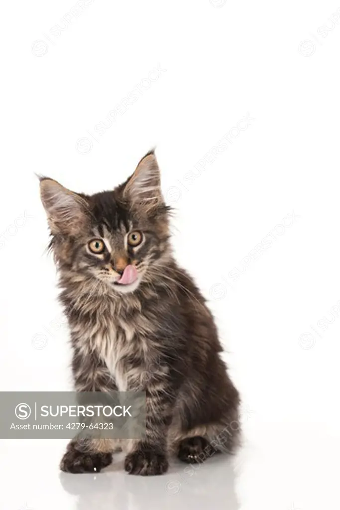 Maine Coon. Kitten sitting while licking its nose. Studio picture against a white background