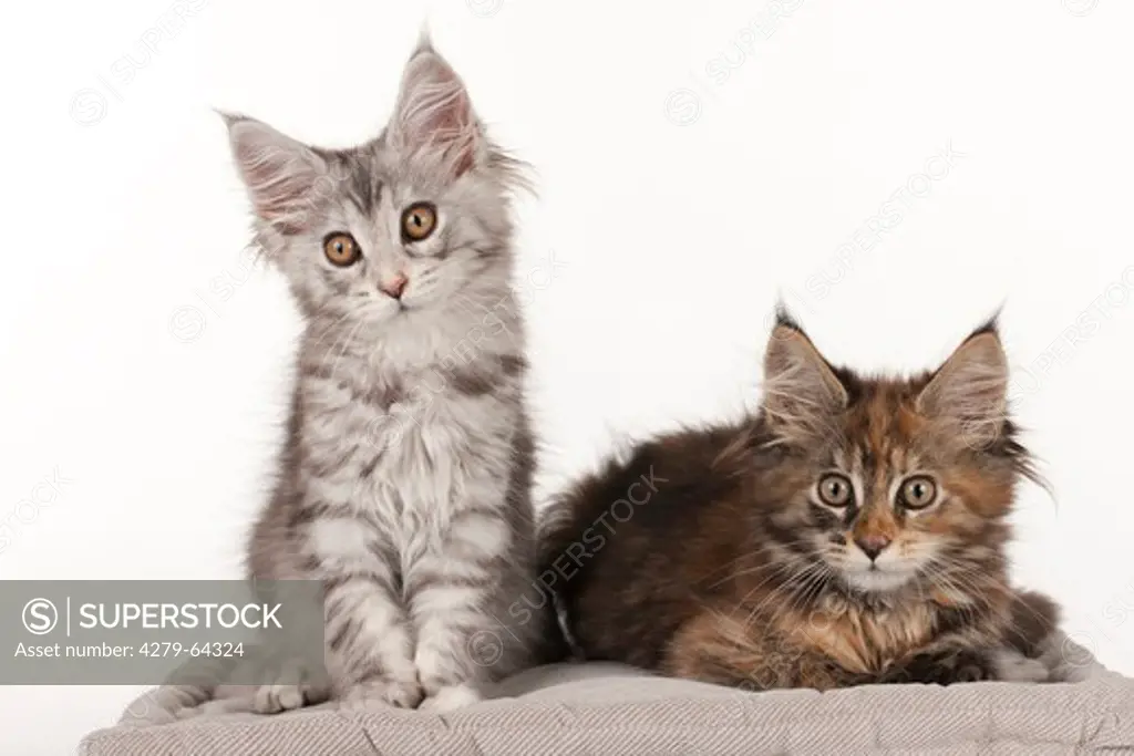 Maine Coon. Two kitten sitting and lying on a cushion. Studio picture against a white background