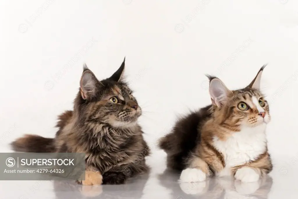 Maine Coon. Two cats lying while looking up. Studio picture against a white background