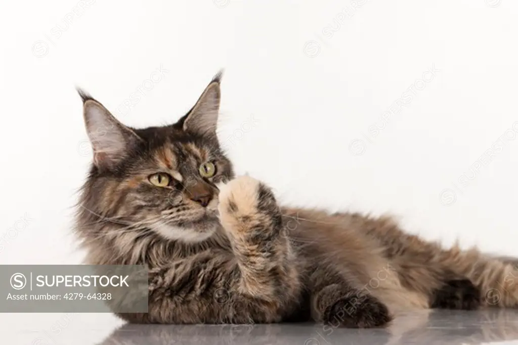 Maine Coon. Adult lying while licking its paw. Studio picture against a white background