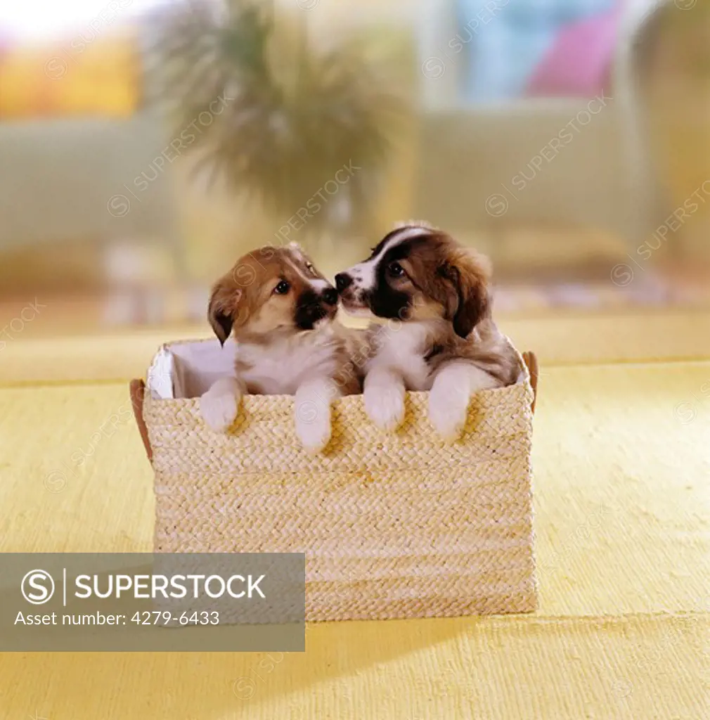 two half breed puppies ( 7 1,2 weeks ) sitting in basket