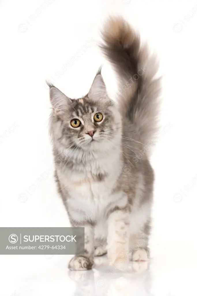 Maine Coon. Kitten standing with front paw raised. Studio picture against a white background