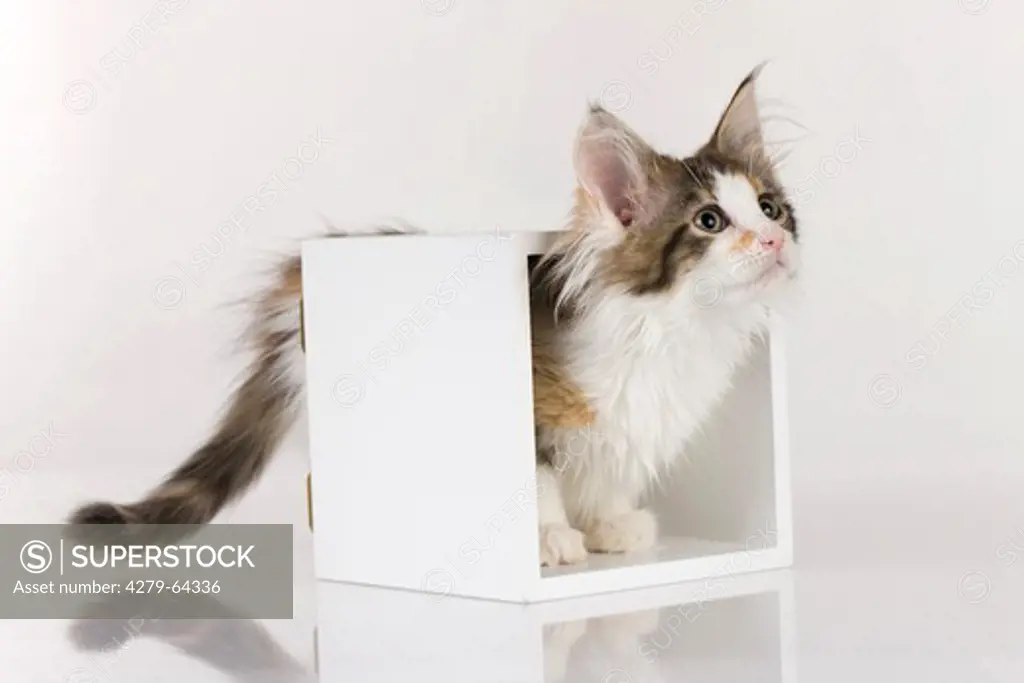Maine Coon. Tricoloured kitten standing in a white box. Studio picture against a white background