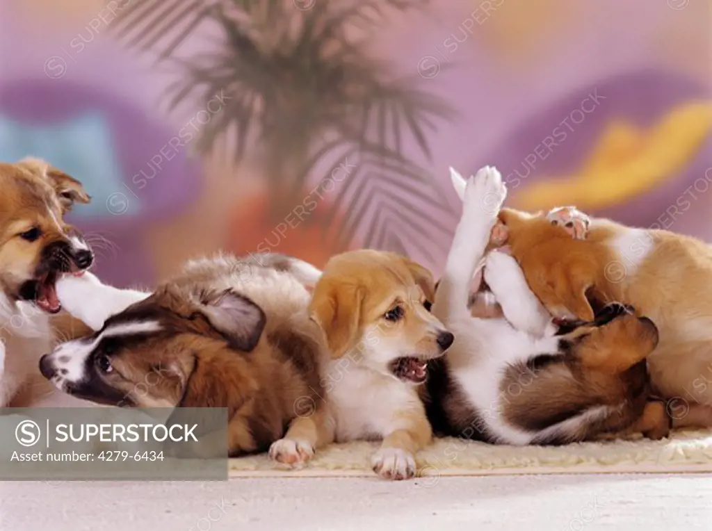 five half breed puppies ( 9 1,2 weeks ) playing