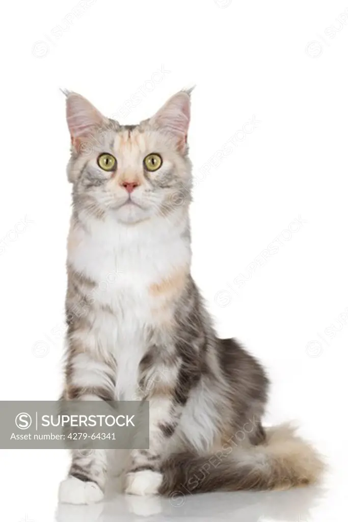 Maine Coon. Tricoloured adult sitting. Studio picture against a white background