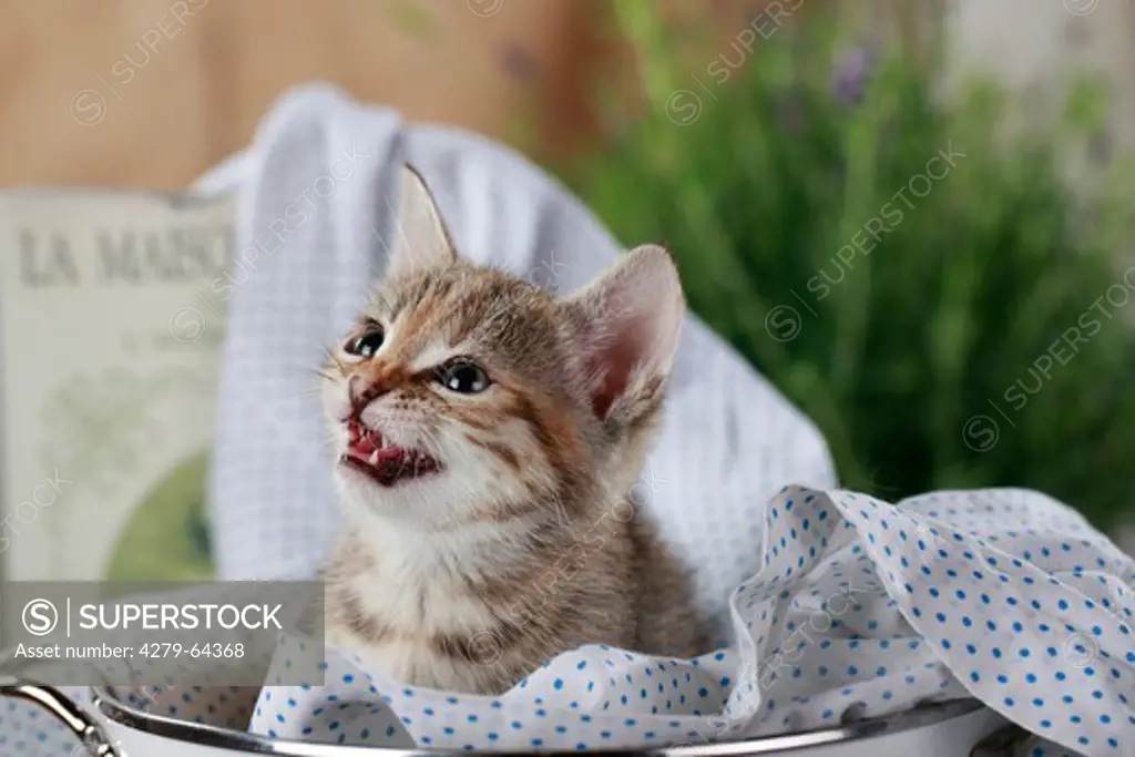Domestic Cat. Kitten lying in a cooking pot while meowing