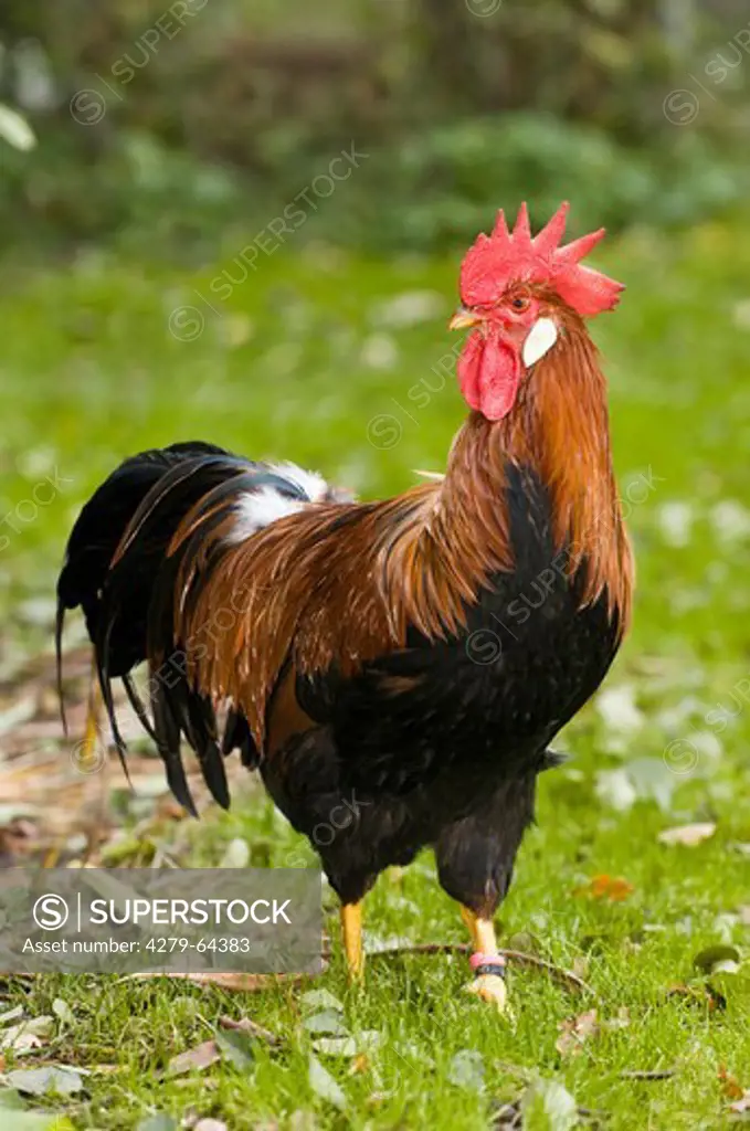 Brown Leghorn, cock standing on grass