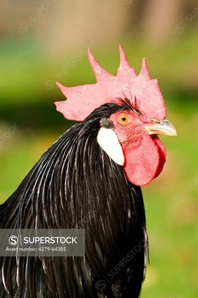 Black Leghorn, portrait of a cock