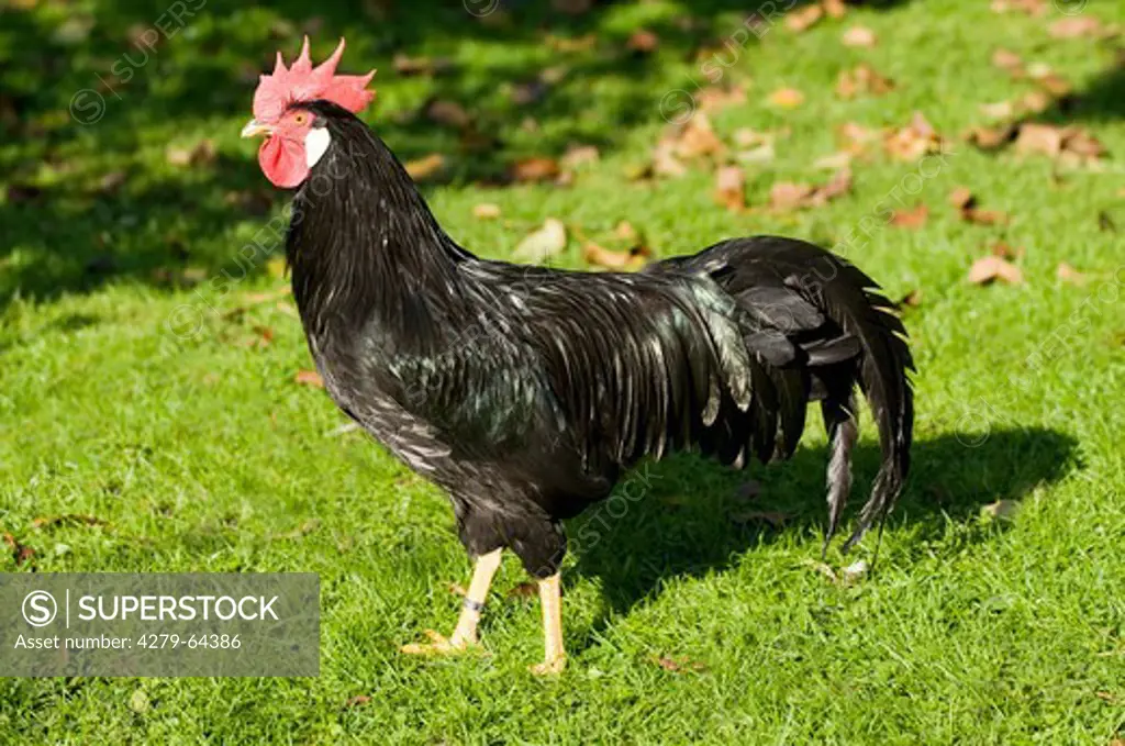 Black Leghorn, cock standing on grass