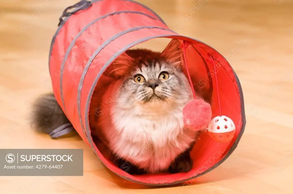 British Longhair lying in a pet tunnel