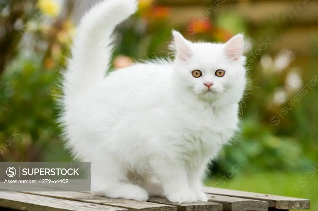British Longhair. White kitten standing on a garden table