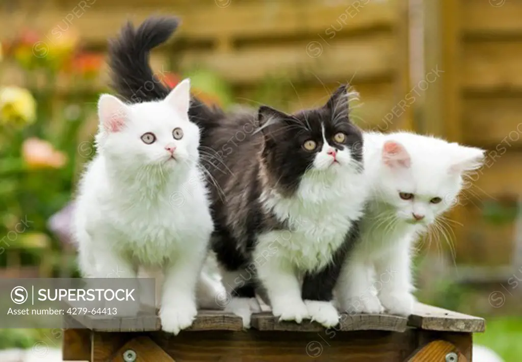 British Longhair. Three kitten standing on a garden table