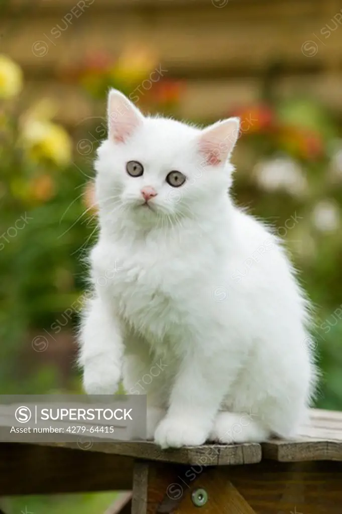 British Longhair. White kitten sitting on a garden table