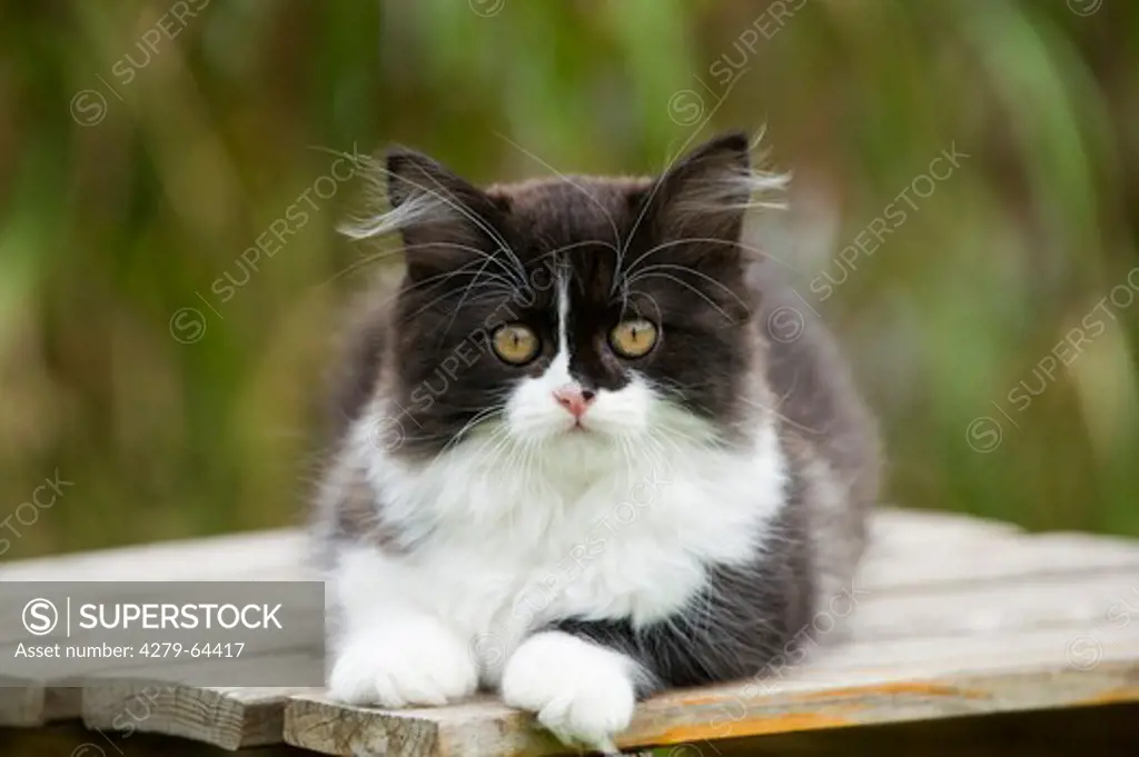 British Longhair. Black-and-white kitten lying on a garden table