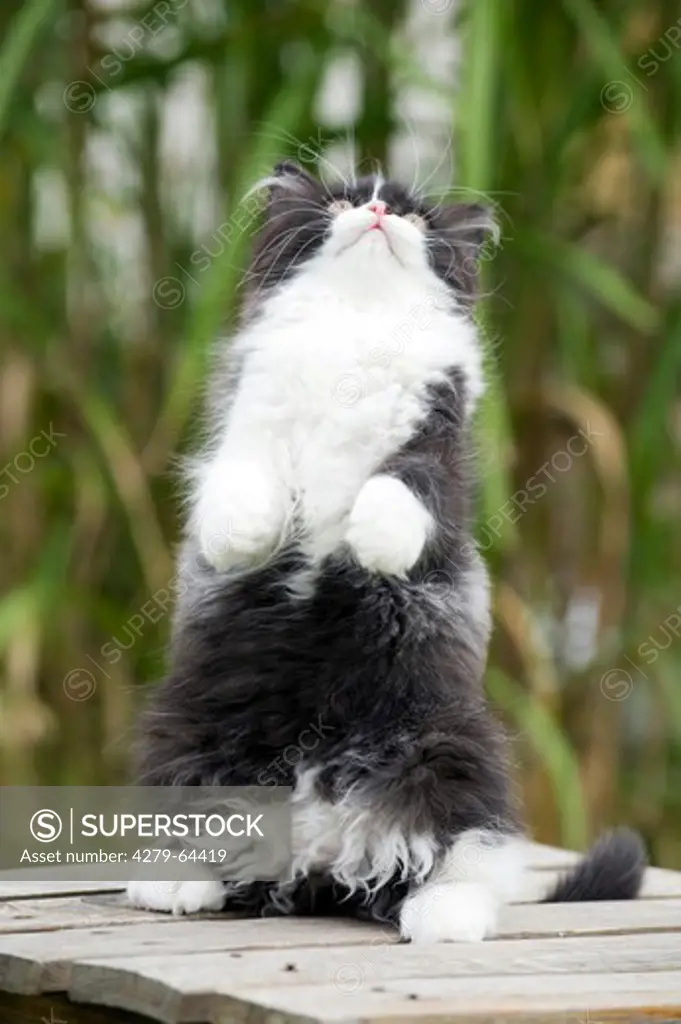British Longhair. Black-and-white kitten sitting on its haunches on a garden table
