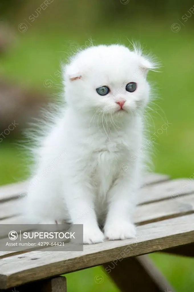 Scottish Fold. White kitten sitting on a garden table