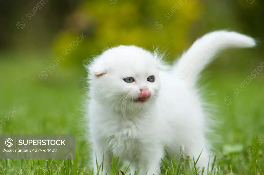 Scottish Fold. White kitten standing in grass