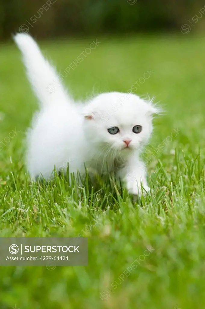 Scottish Fold. White kitten walking in grass