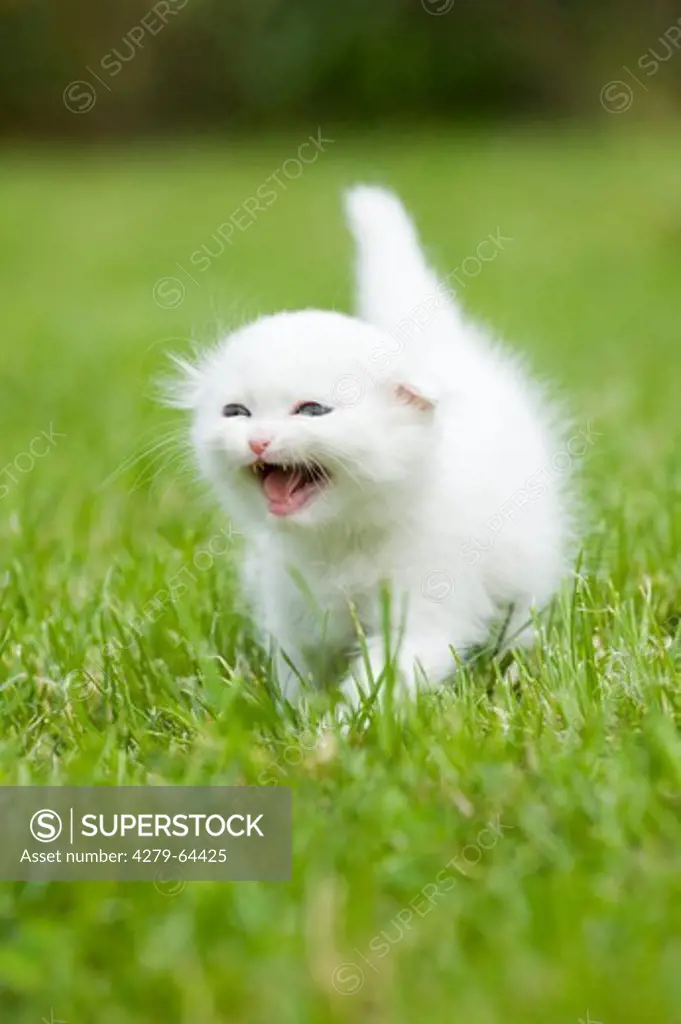 Scottish Fold. White kitten standing in grass while meowing