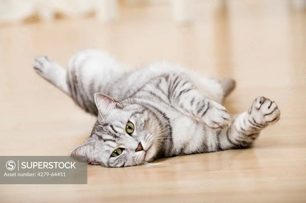 Domestic Cat. Tabby cat lying on parquet flooring