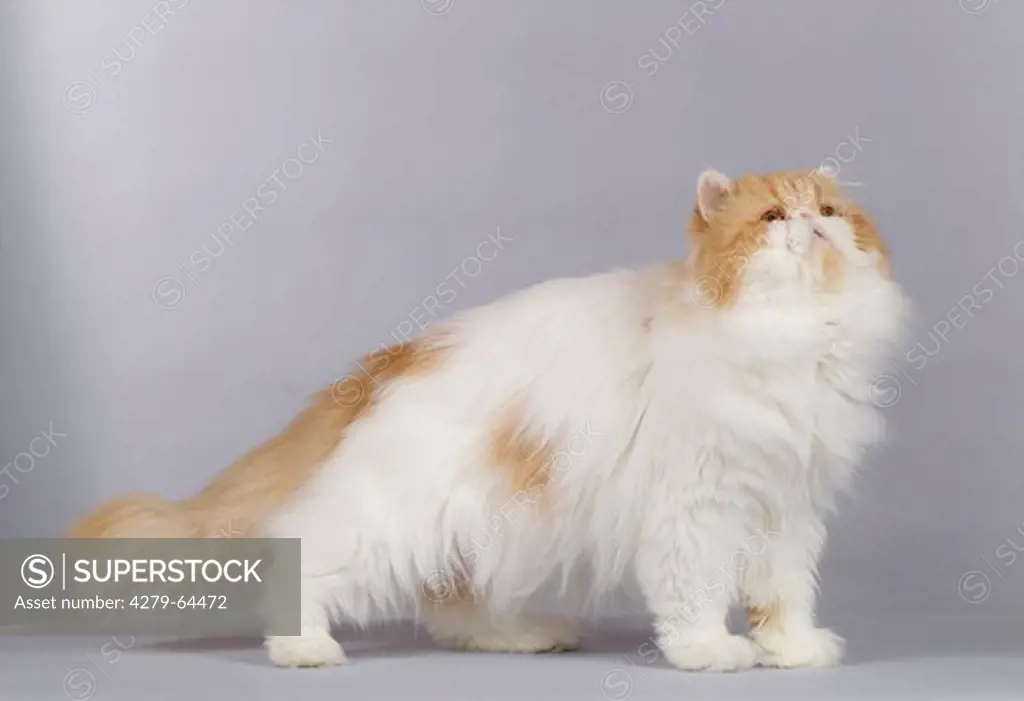 Persian Cat. Adult standing. Studio picture against a grey background