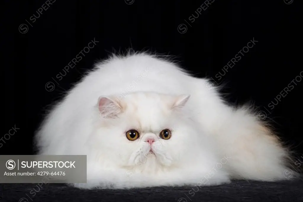 Persian Cat. Adult lying. Studio picture against a black background