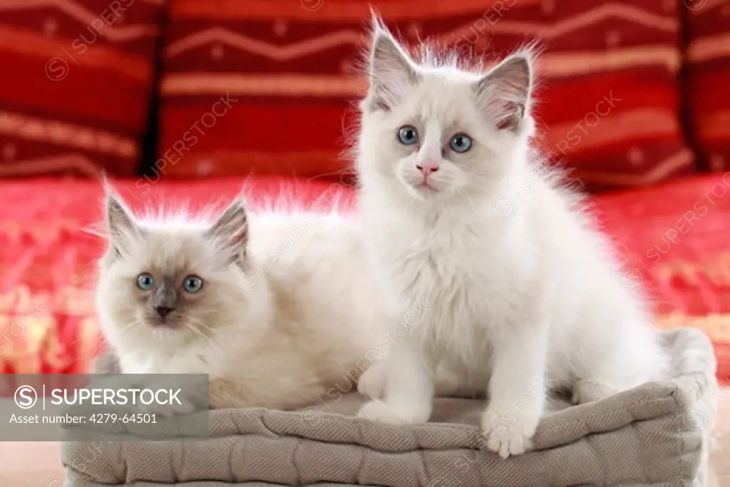 Ragdoll Cat. Two kitten on a cushion