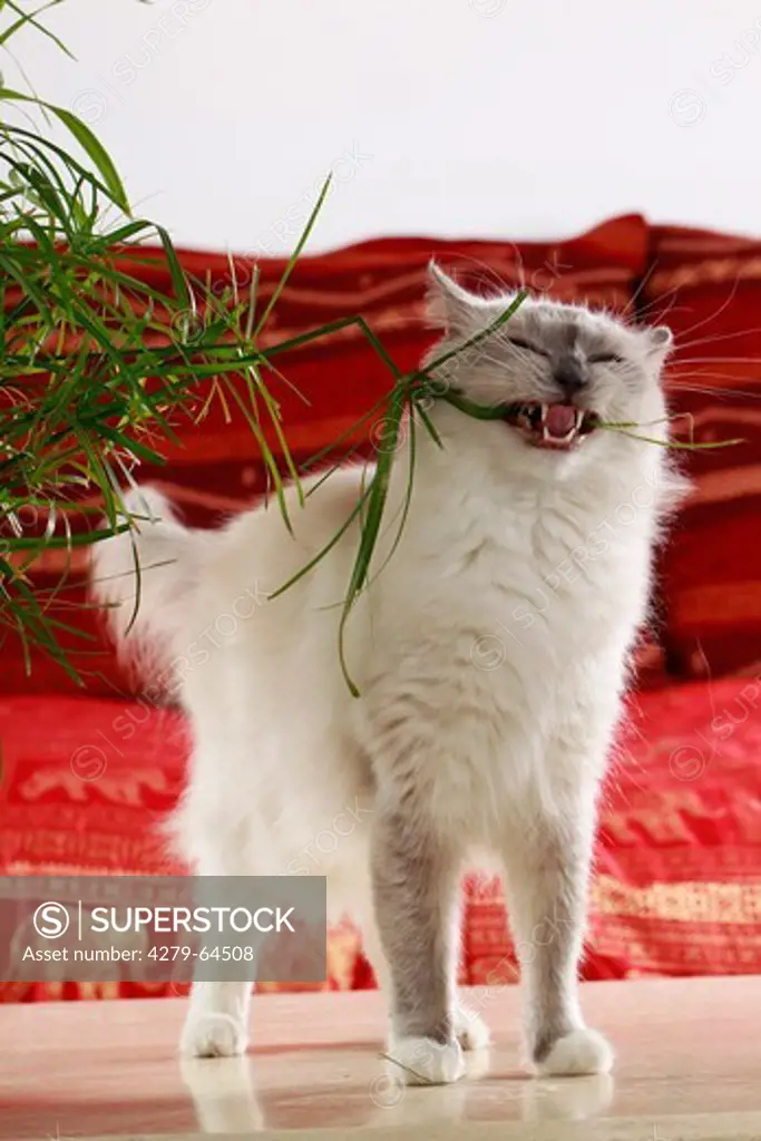 Ragdoll Cat. Adult eating Umbrella Papyrus