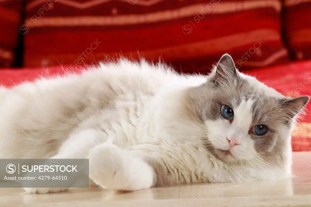 Ragdoll Cat. Adult lying on parquet flooring