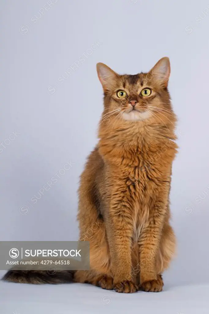 Somali Cat, adult sitting. Studio picture against a gray background